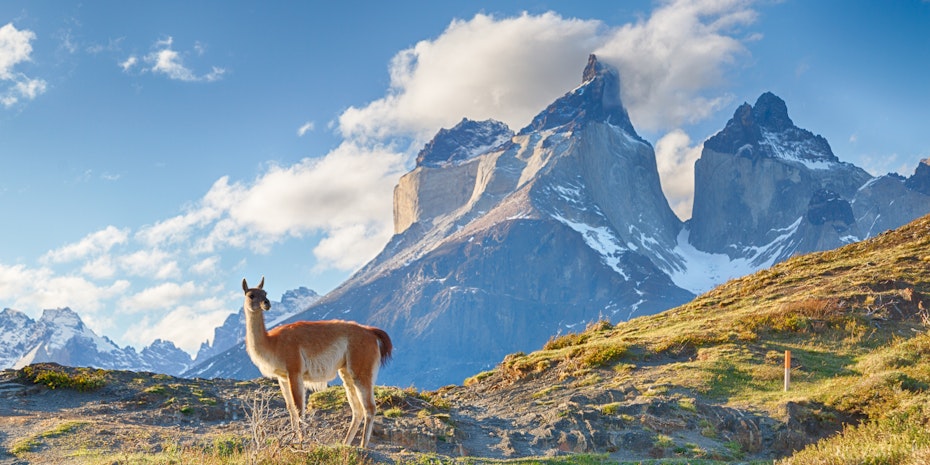 Alpaca als Symbolbild fuer arbeiten in Chile