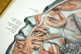 Anatomie Gesicht Symbolbild Hochschulmedizin