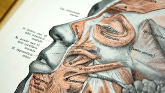 Anatomie Gesicht Symbolbild Hochschulmedizin