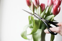 Blume Schere Symbolbild Promotion abbrechen