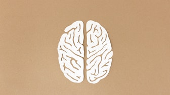 Gehirn als Symbolbild für Wirtschaftspsychologie Gehalt