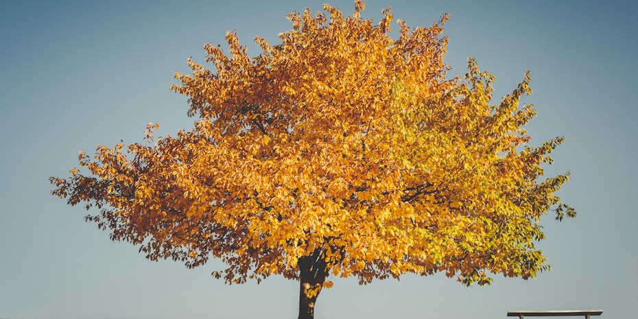 Herbstbaum als Symbolbild fuer Altersgrenze Beamte