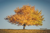 Herbstbaum als Symbolbild fuer Altersgrenze Beamte