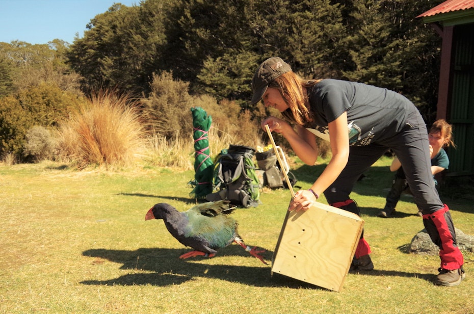 Lara Urban lässt einen neuseeländischen Papagei frei
