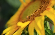 Natur Biene Symbolbild nachhaltig leben