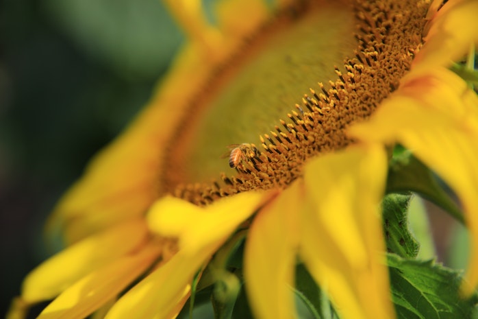 Natur Biene Symbolbild nachhaltig leben