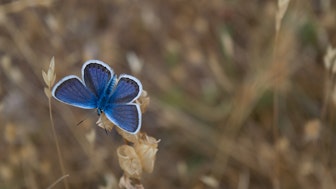Schmetterling als Symbolbild fuer Stipendien Naturwissenschaften