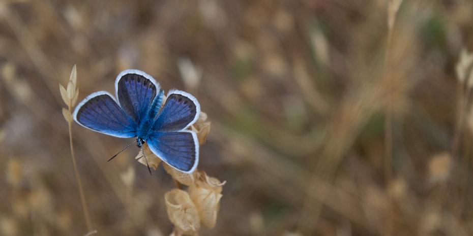 Schmetterling als Symbolbild fuer Stipendien Naturwissenschaften