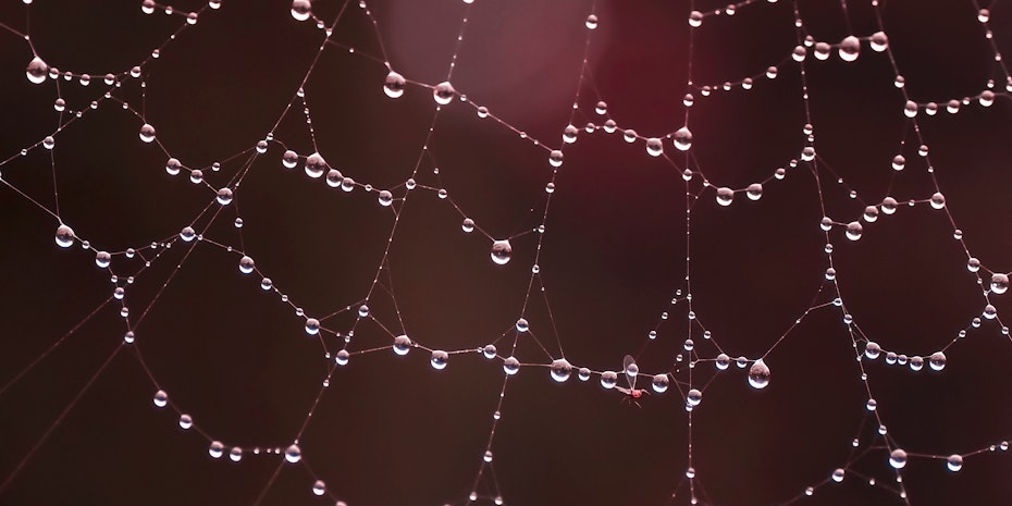 Spinnennetz - Symbolbild Seminare