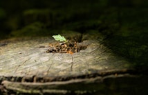 Spross Baum Symbolbild arbeiten in der Entwicklungshilfe