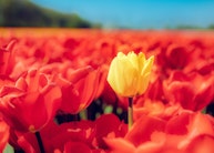 Tulpe Symbolbild eigene Stelle