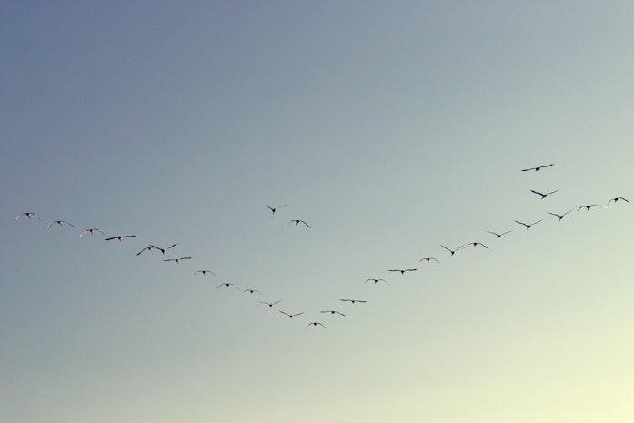 Vogelschwarm Symbolbild Forschungsfreiheit Forschungssemester