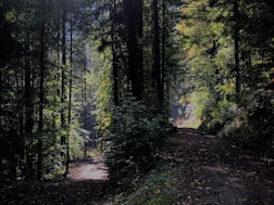 Ein sonniger Weg im Wald als Symbolbild für Stiftungsarbeit