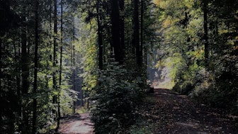 Ein sonniger Weg im Wald als Symbolbild für Stiftungsarbeit