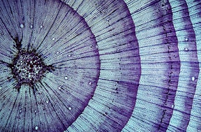 Zellstruktur Symbolbild Mikrobiologie Gehalt